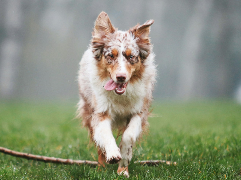 A brown and white dog running across a green field