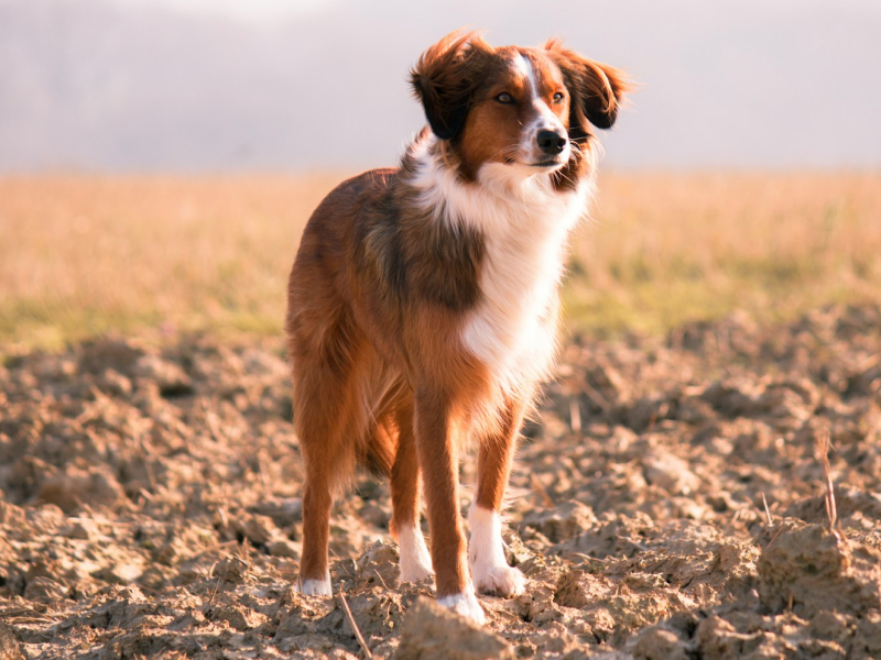 Brown and white dog standing in a field