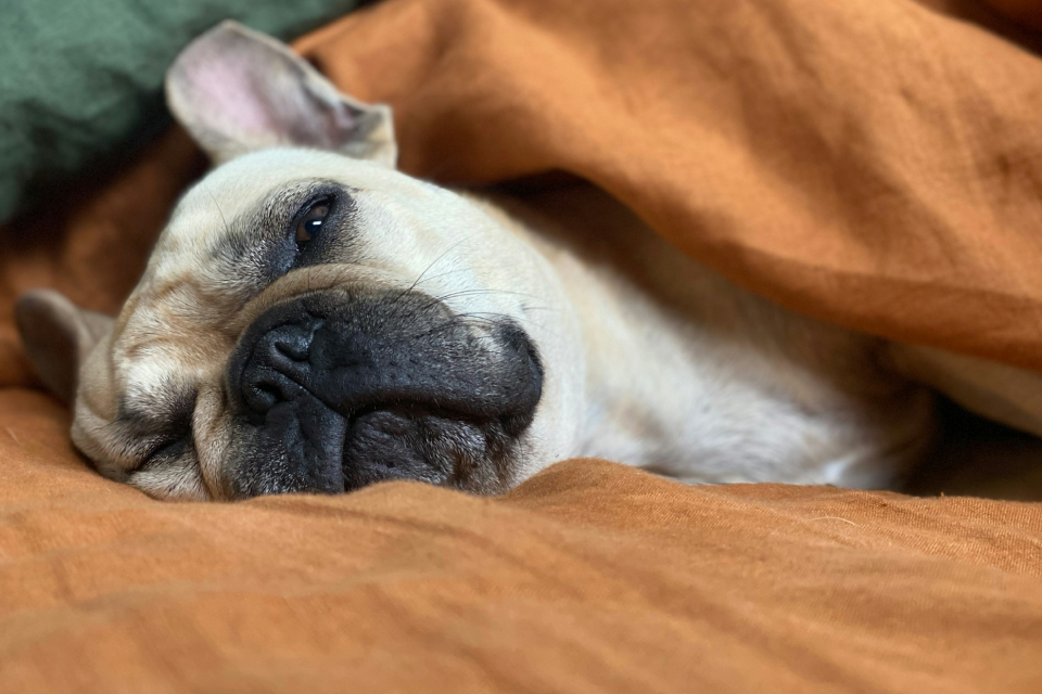 French Bulldog lying under an orange blanket