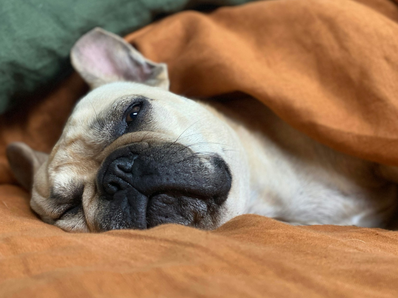French Bulldog lying under an orange blanket