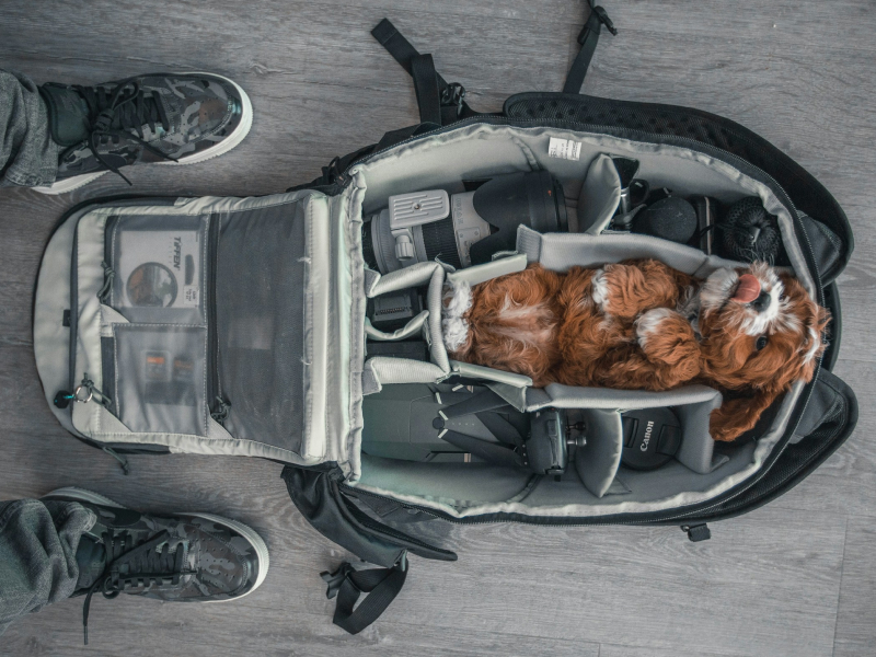 Small brown and white dog lying on their back in a bag