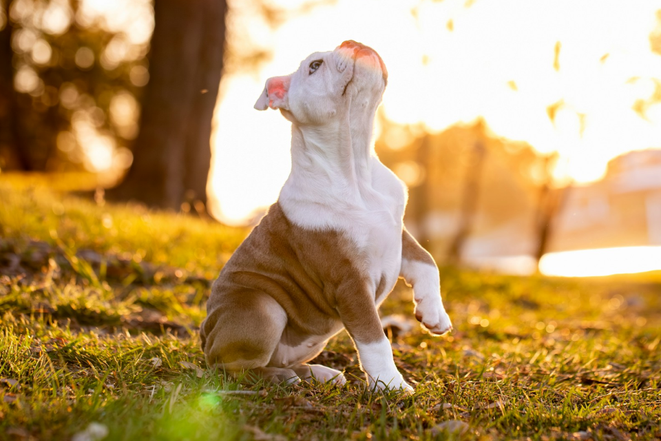 Brown and white puppy sitting in a grassy field at sunset