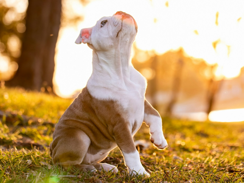 Brown and white puppy sitting in a grassy field at sunset