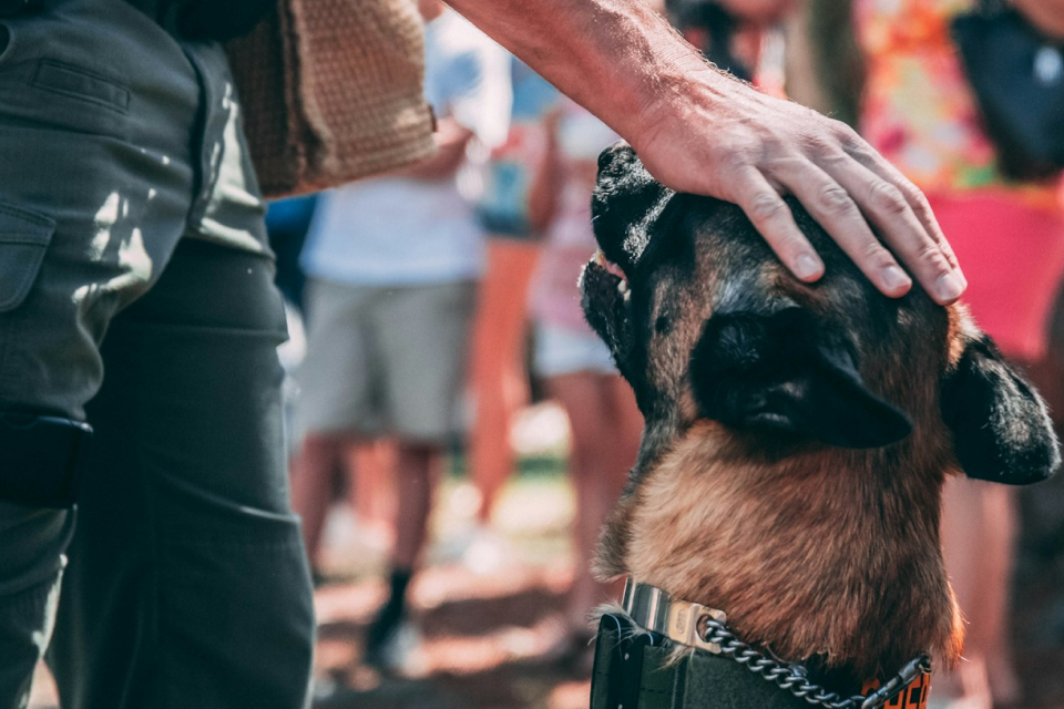German Shepherd sitting down and looking up at handler