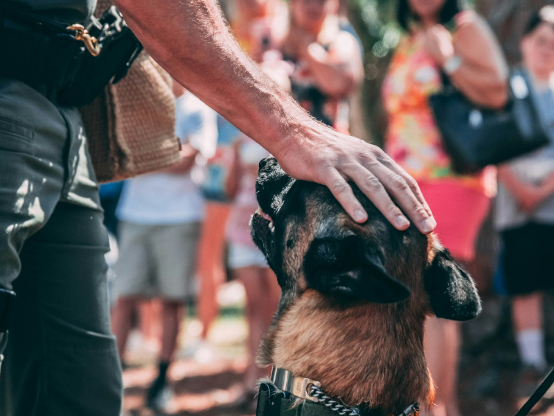 German Shepherd sitting down and looking up at handler