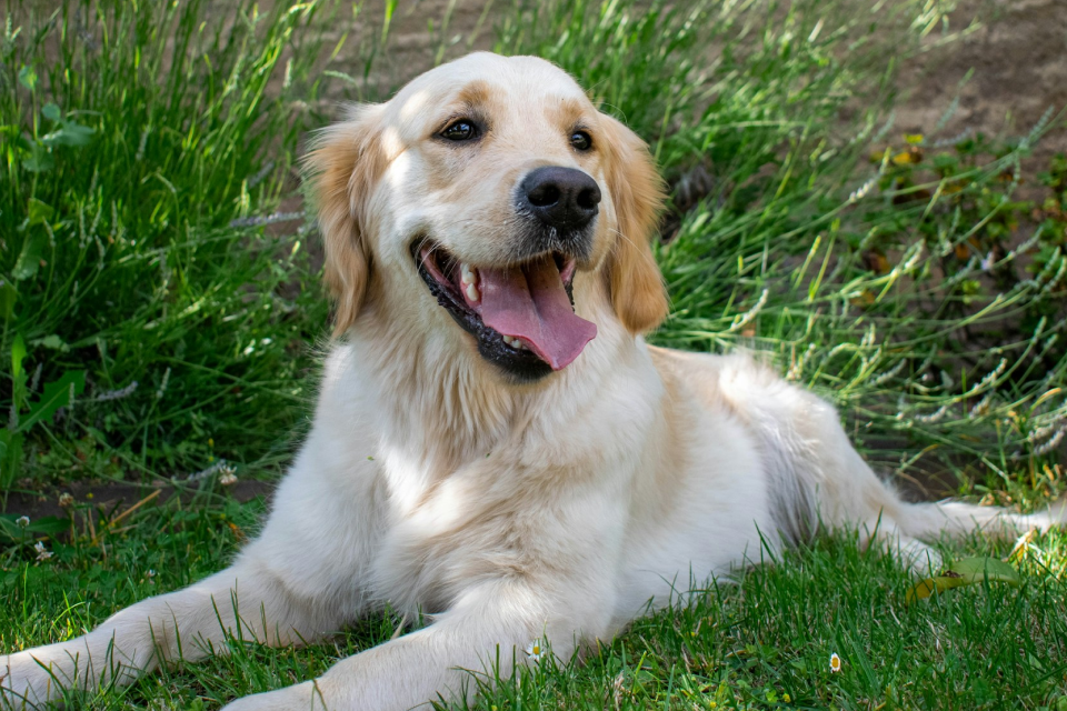 A Golden Retriever lying in the grass with their tongue out