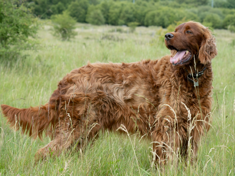 Irish Setter in green grass field 