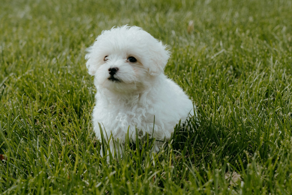 White Maltipoo puppy on green grass field during the day