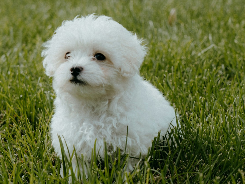White Maltipoo puppy on green grass field during the day