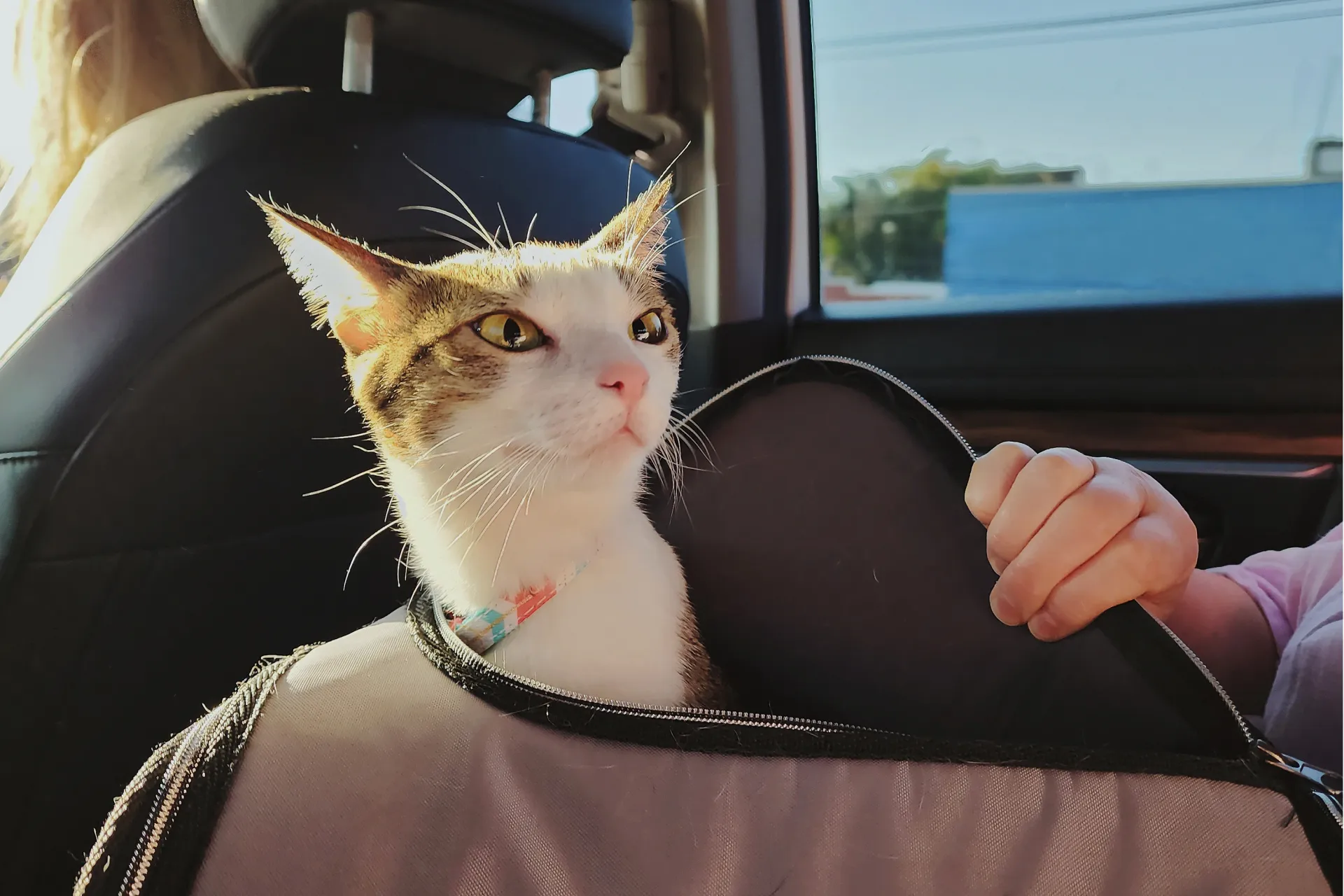 A cat sticking their head out of their carrier.
