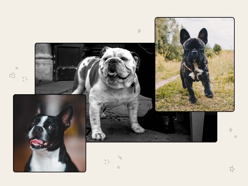 A bulldog photo collage