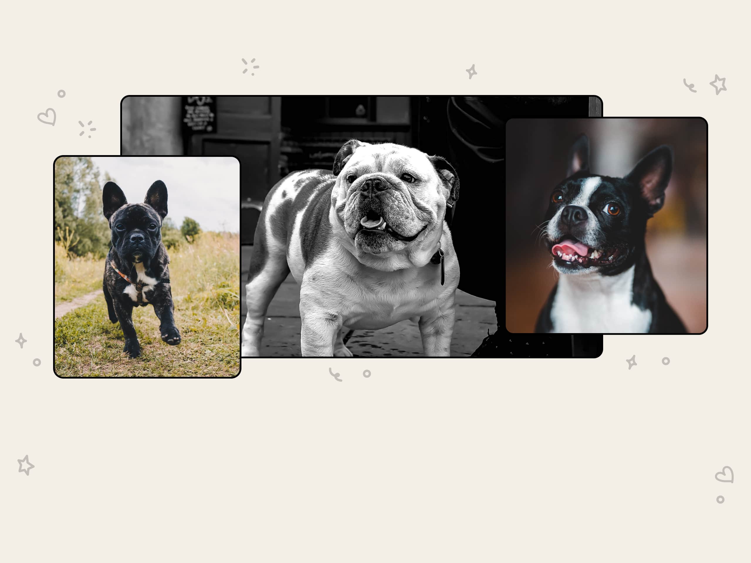 A bulldog photo collage