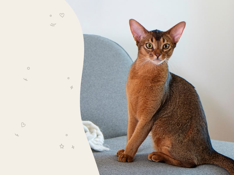 A photo of a brown Abyssinian cat who is sitting on a blue chair