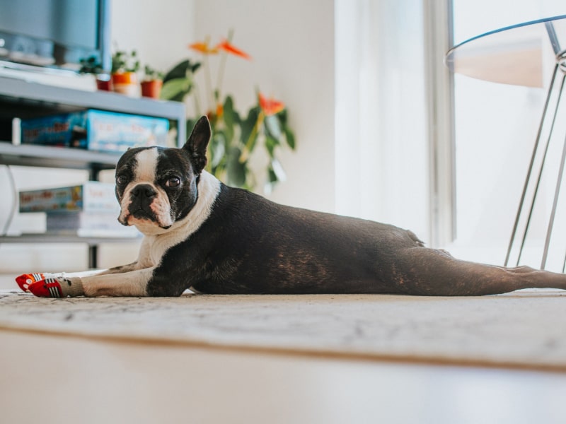 A photo of a black and white colored Boston Terrier that is laying on a rug with booties on all four paws