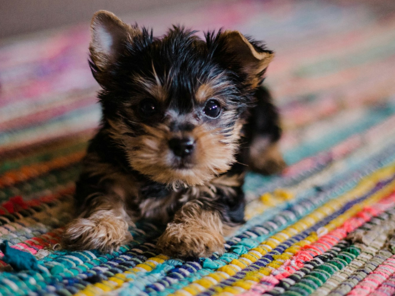 Short-coated tan and black puppy lying down on a carpet