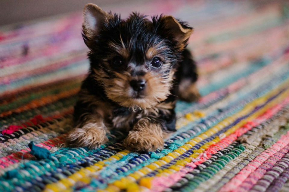 Short-coated tan and black puppy lying down on a carpet