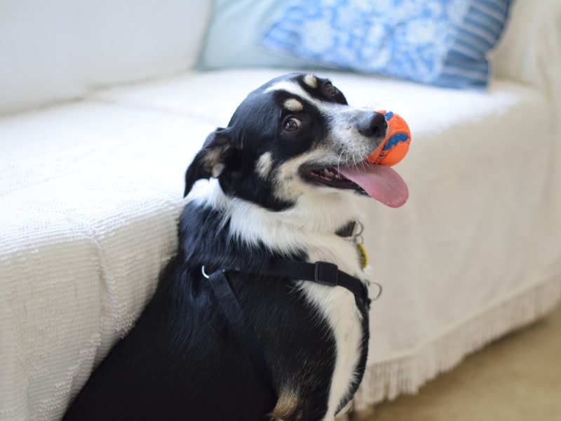 A photo of a black and white colored dog who has an orange ball in their mouth