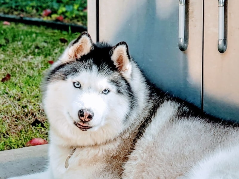 A husky laying in front of a grill.