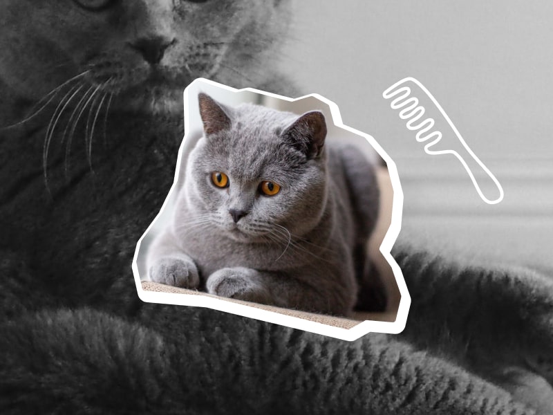A collage of photos of two gray colored British Shorthair cats and an illustration of a white comb