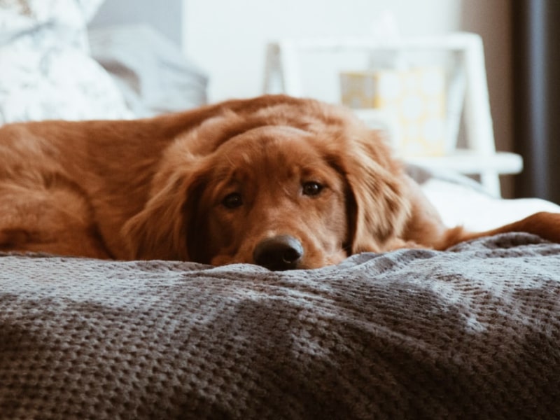 A photo of a brown golden retriever who is laying on a bed near a gray blanket