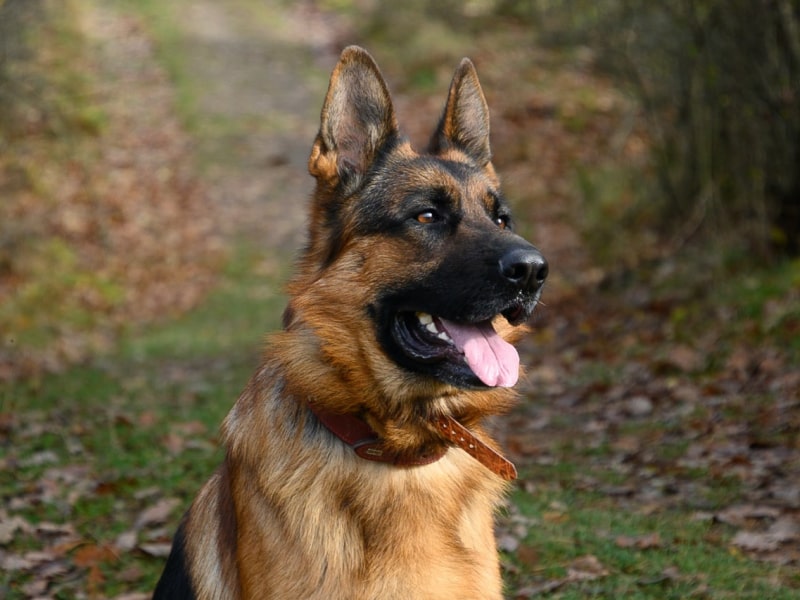 bloat in dogs