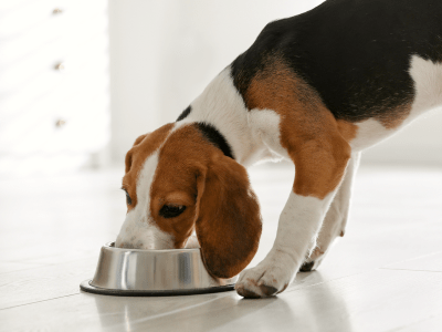 A photo of a multi colored beagle who is eating out of a silver bowl