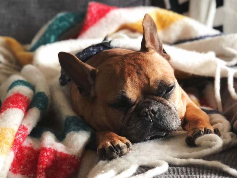 A brown colored French Bulldog sleeping underneath and multicolored blanket on a gray couch