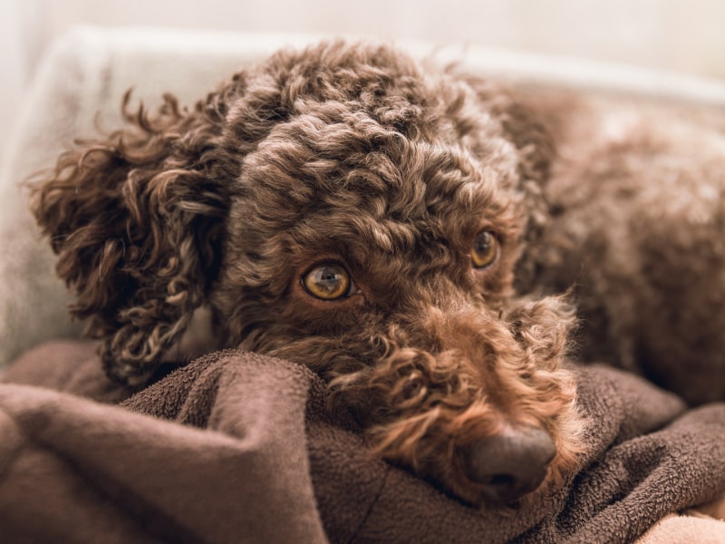 A photo of a brown dog who is laying on a brown colored blanket