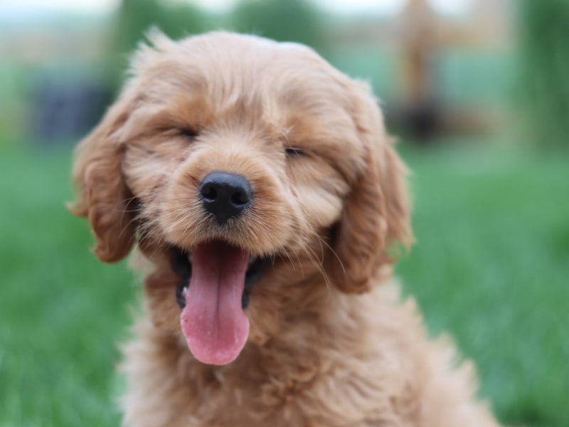 A photo of a brown puppy who is sitting in a grassy area with their eyes slightly closed
