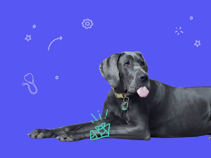 A photo of a relaxed big black dog showing their tongue