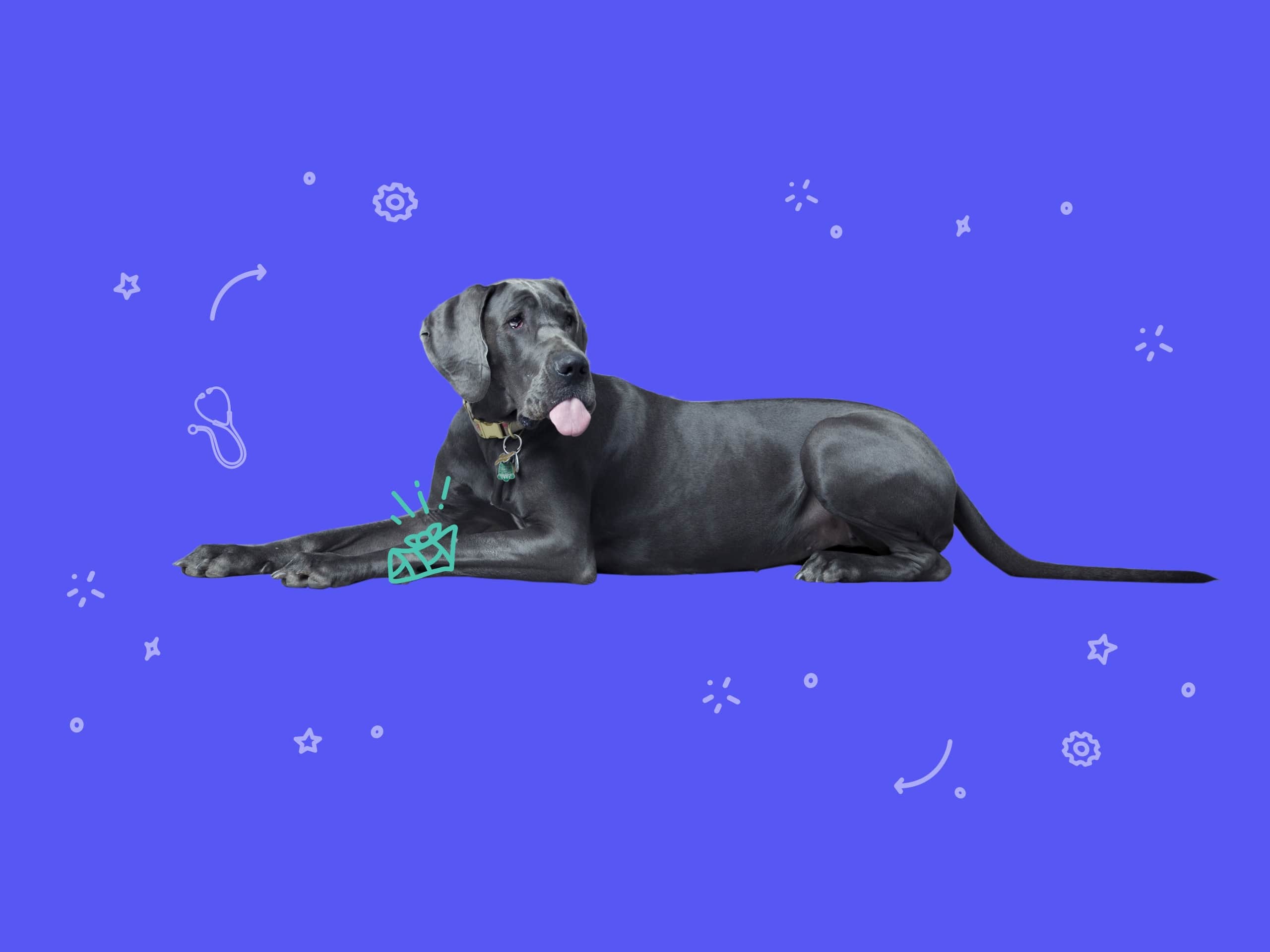 A photo of a relaxed big black dog showing their tongue