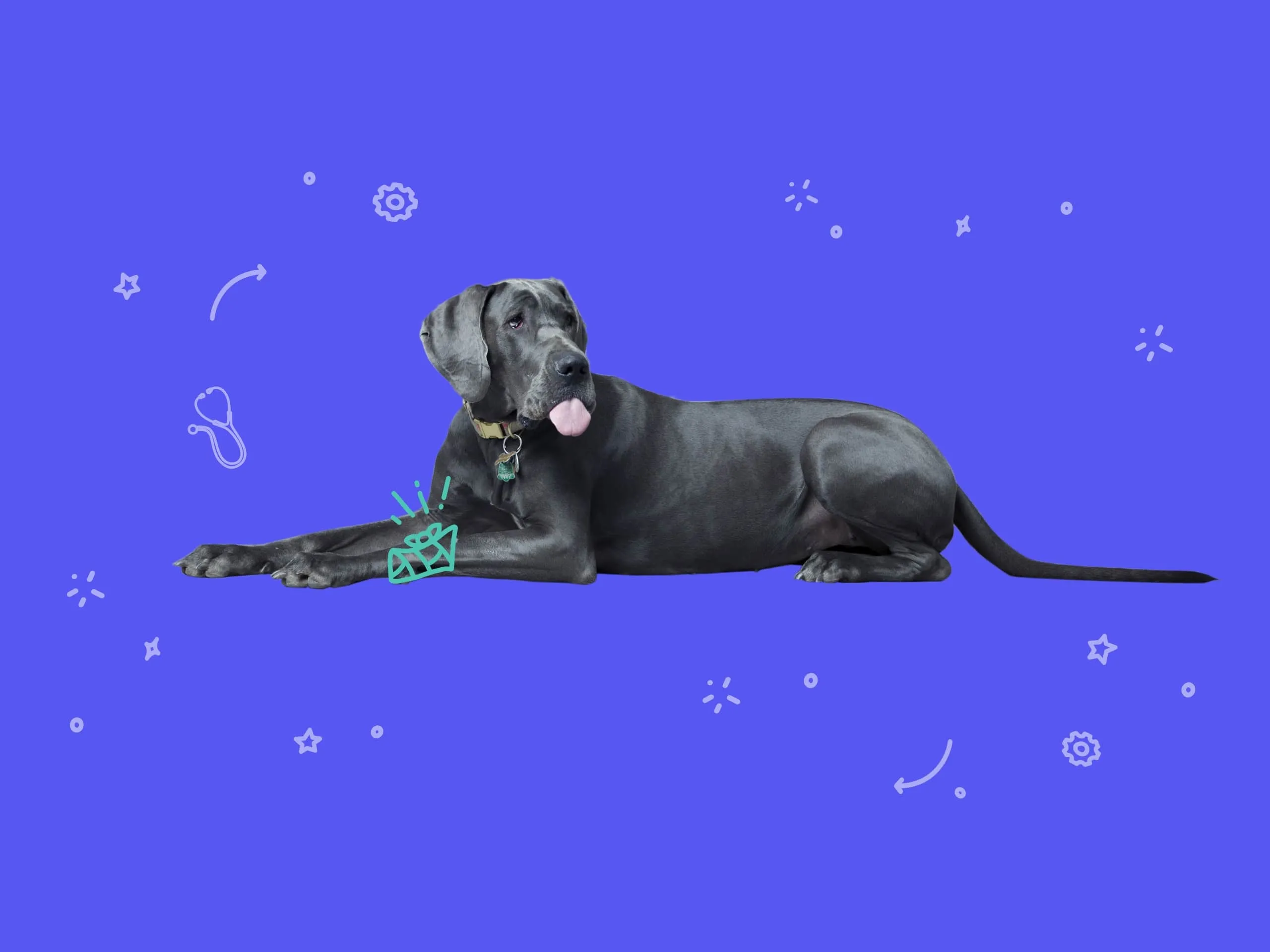 A photo of a relaxed big black dog showing their tongue
