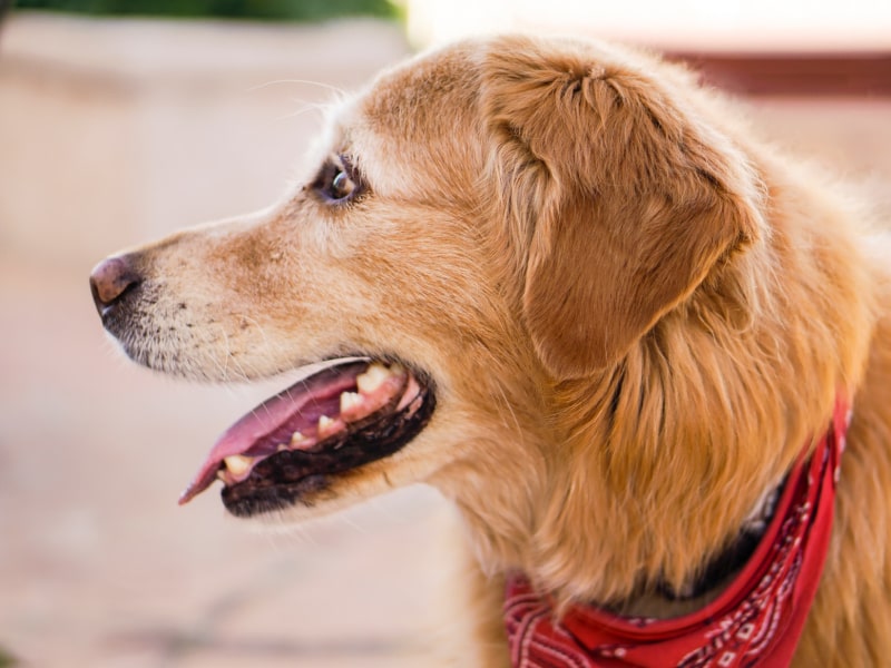 A photo of a dog who is panting with their mouth open