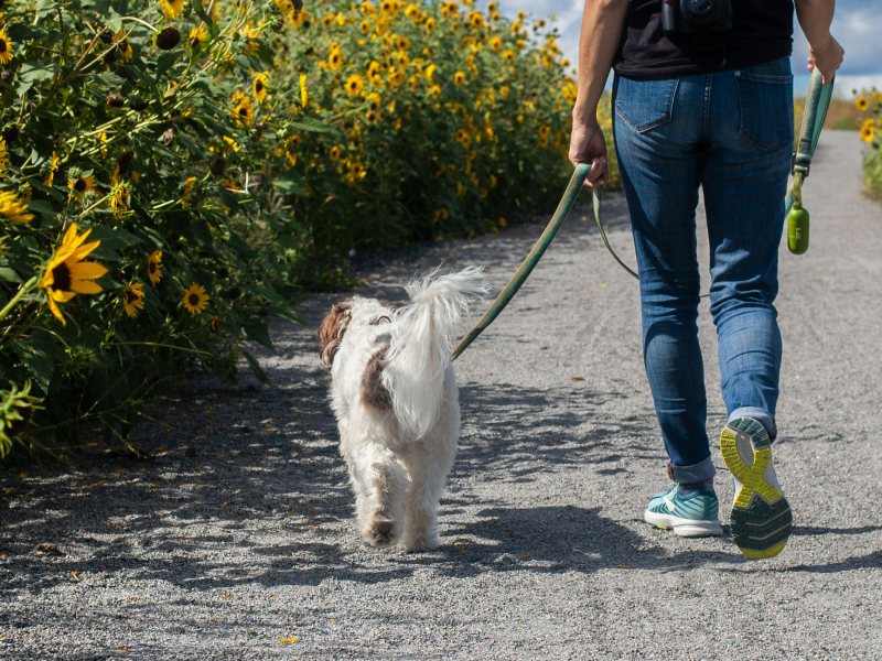 The back of a person and a dog on a walk along a path of sunflowers