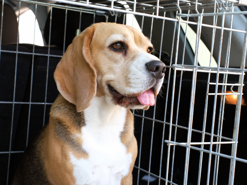 Brown and white dog sticking tongue out in crate
