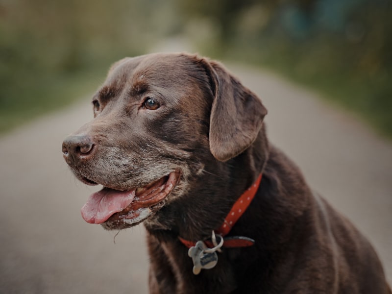 Photo of an older chocolate lab with his tongue out.