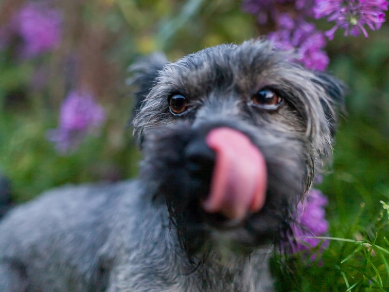 A black dog licking its own nose