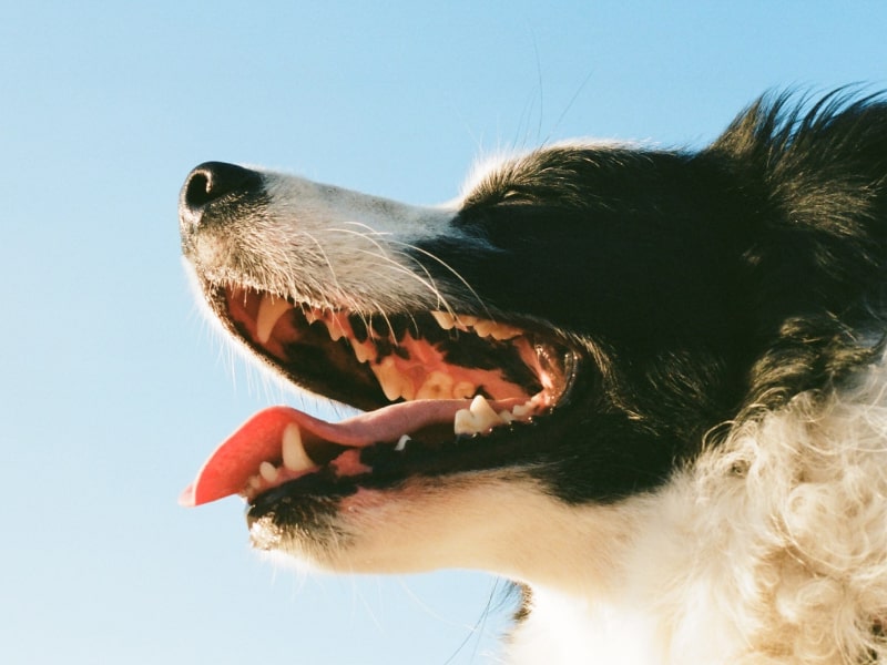 Looking up at a dog with their mouth open