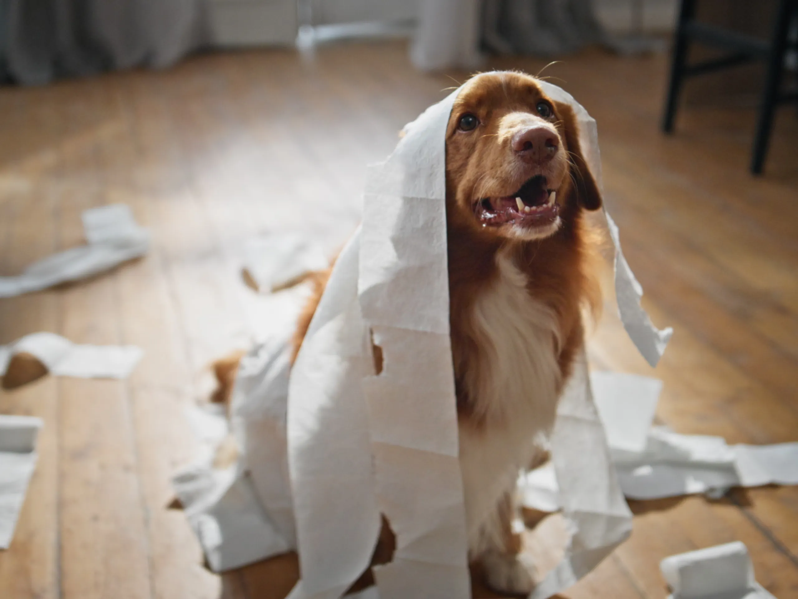 Brown long-haired dog playing with rolls of toilet paper