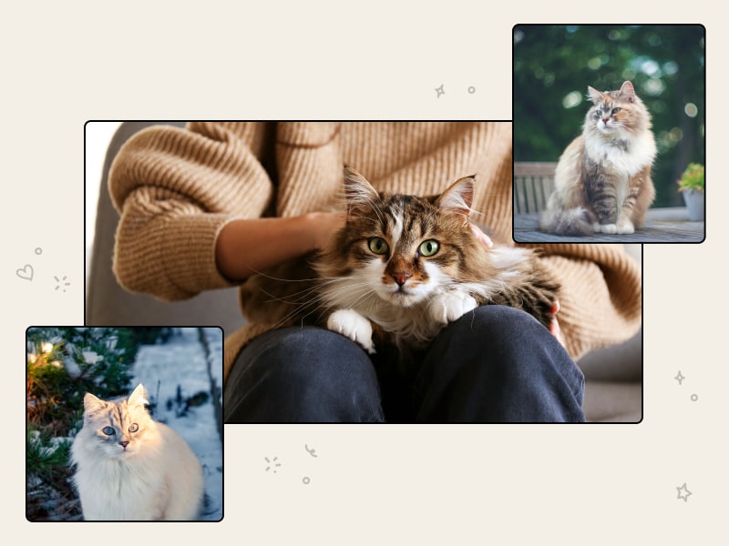 A collage of photos of Siberian cats on a beige colored background