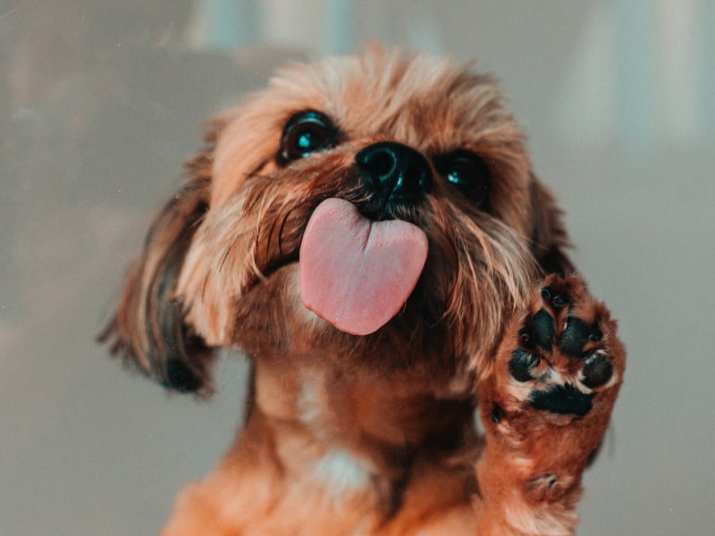 A puppy licking glass
