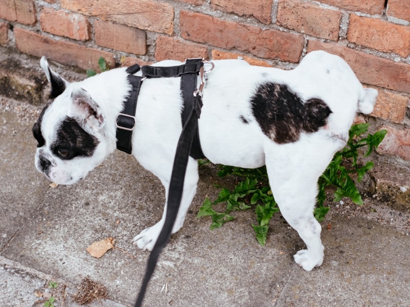 A photo of a white and brown colored French Bulldog peeing against a red brick wall