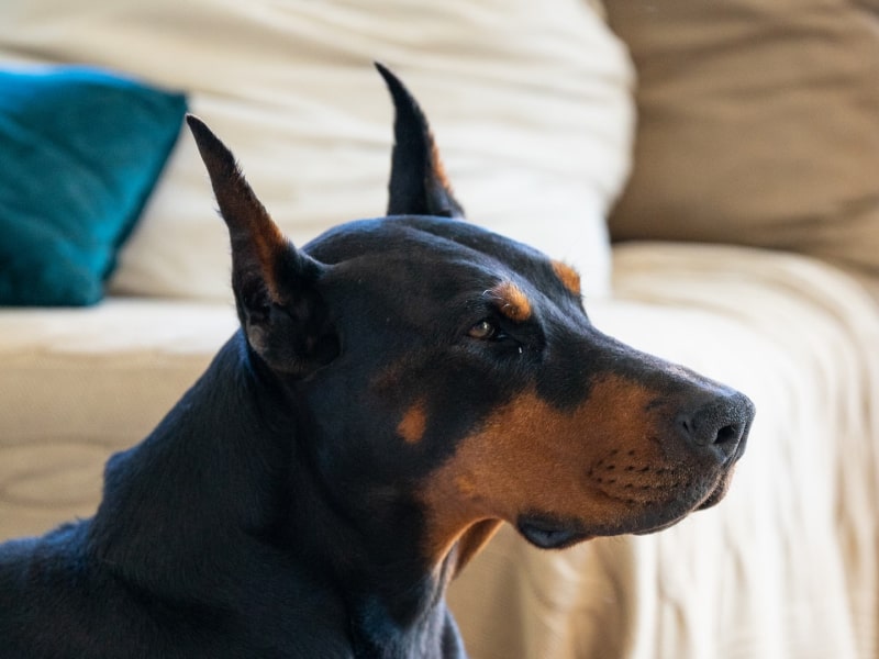 A brown and black dog staring into the distance
