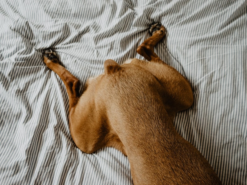 A photo of a brown dog laying on their stomach with their hips extended