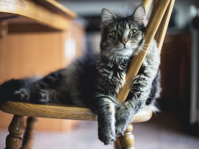 Picture of a long-haired cat laying on a wooden chair