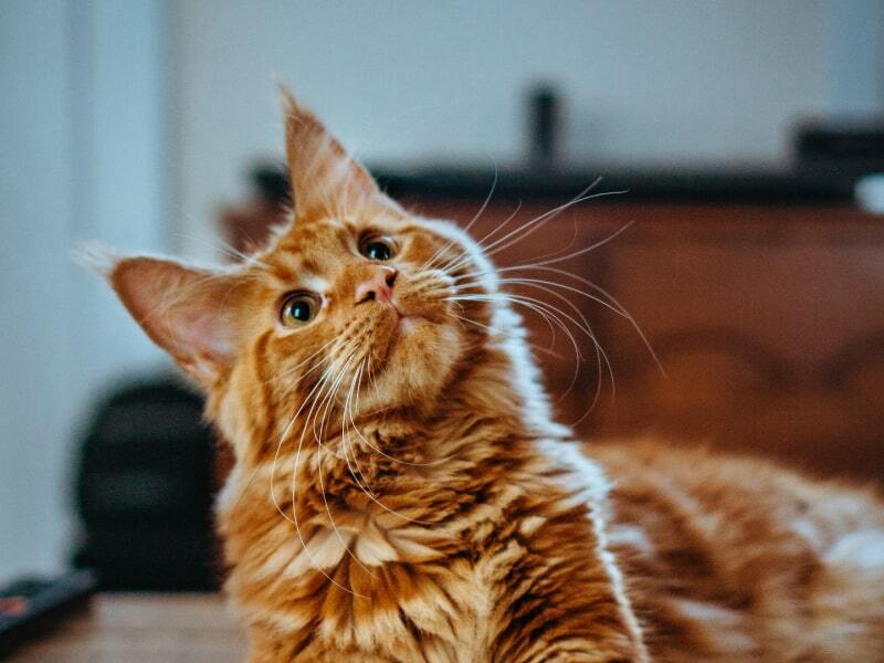 A photo of an orange LaPerm cat sitting on the floor