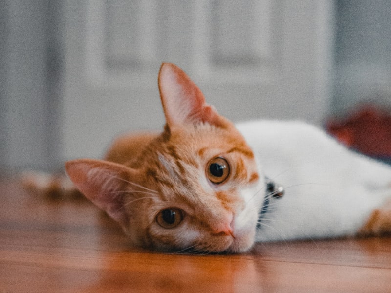 Photo of an orange and white cat lying on the floor