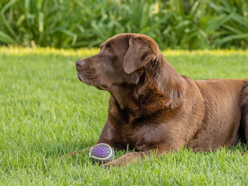 Photo of a chocolate lab laying in the grass