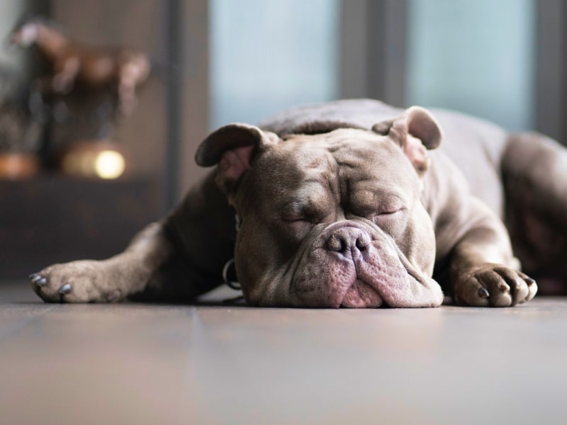 A gray pitbull sleeps on the floor highlighting The Dig’s article about melatonin and dog safety