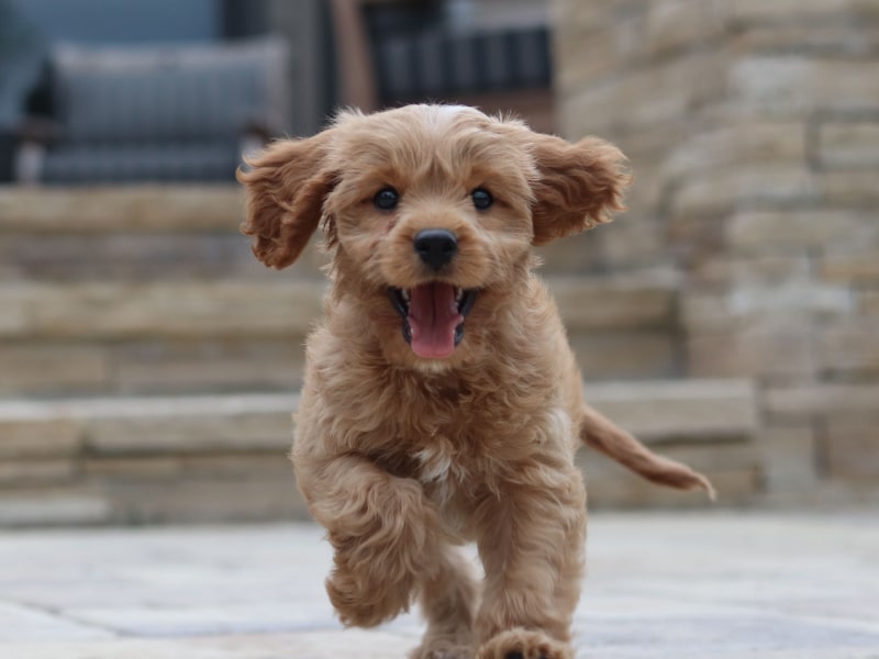 Photo of a golden-colored puppy running